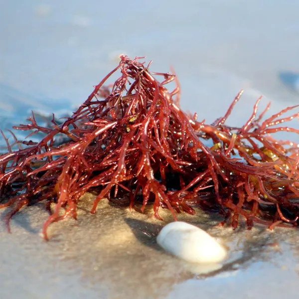 Carageena 卡 拉 膠 25 kg